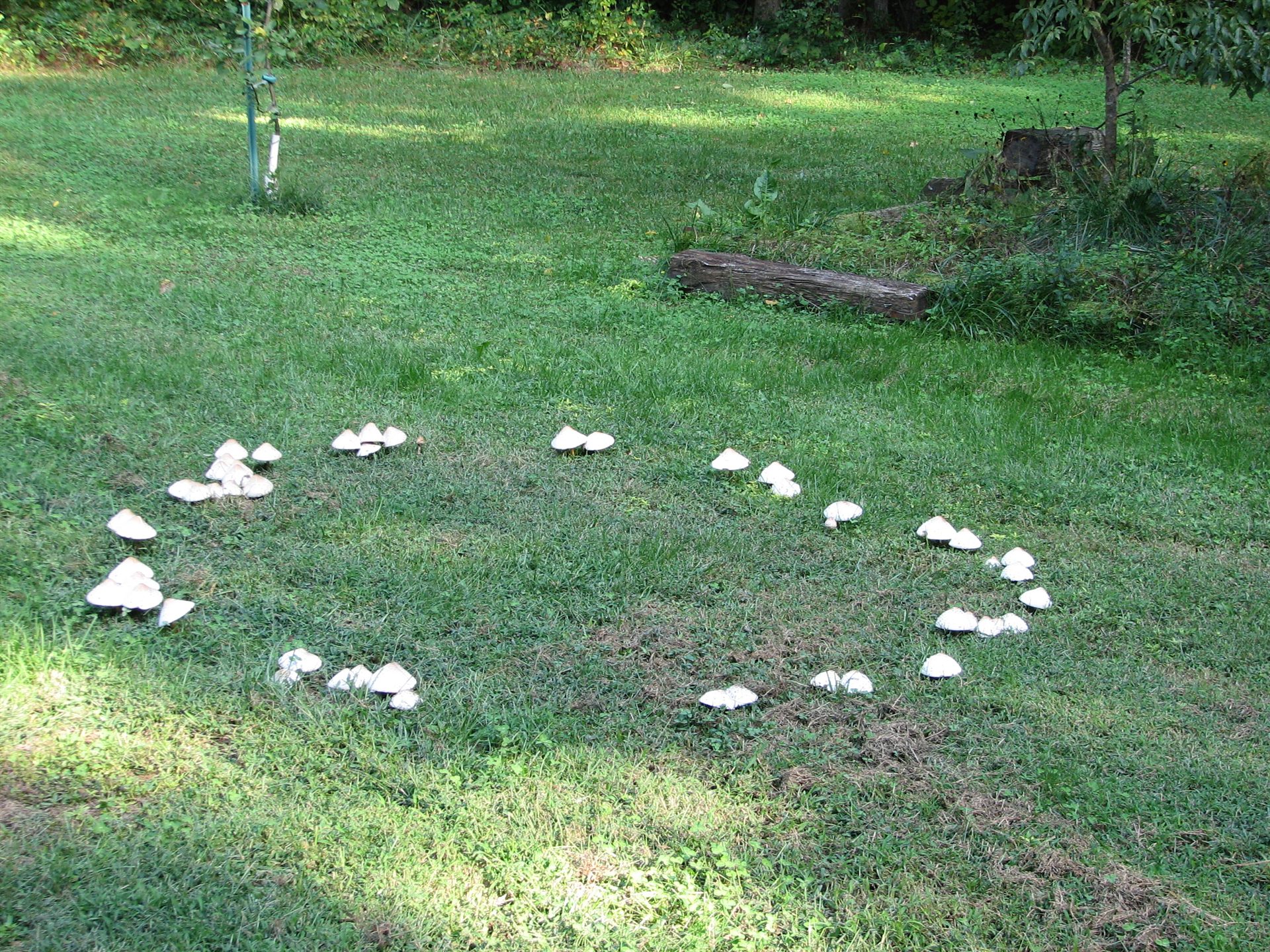 A ring of mushrooms forming a natural 'fairy ring' in grass, of the type skeptics have proposed as a conventional biological explanation for the ring pattern discovered on the Johnson farm near Delphos, Kansas in 1971 — this photograph does not depict the actual Delphos ring, for which no public-domain image is known to survive