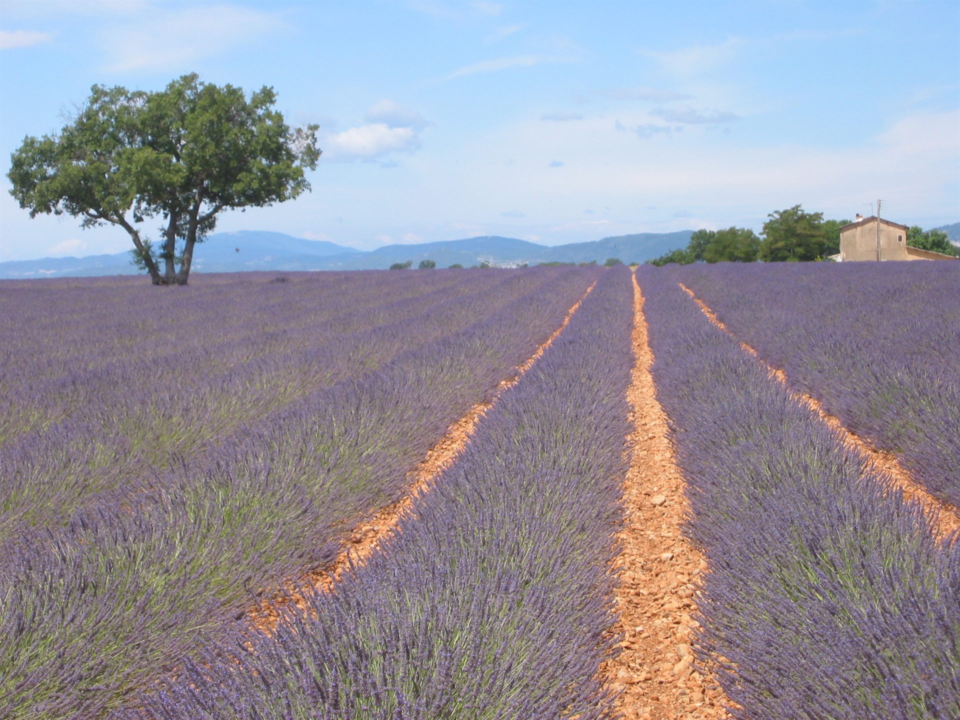 A lavender field on the Plateau de Valensole, Alpes-de-Haute-Provence, France — the same lavender terrain in which Maurice Masse reported his July 1, 1965 encounter. Photographed in 2005; not a photograph of the incident site itself.